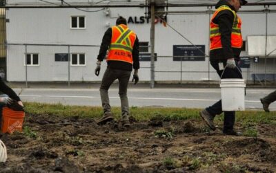Sous les pavés : les employés d’Alstom se mobilisent pour verdir leur site de La Pocatière